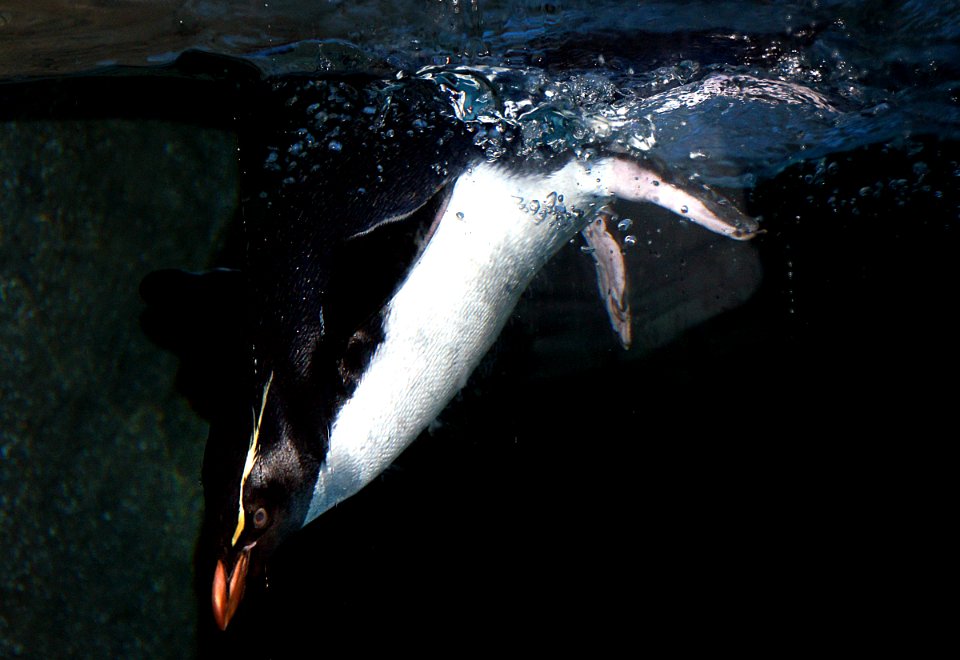 Rockhopper  Penguin.
