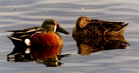 Male and female shoveler ducks. photo