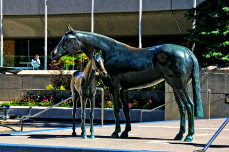 Family Of Horses. Calgary. photo