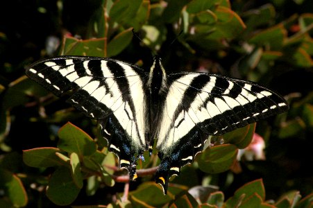 PALE SWALLOWTAIL (3-11-07)-1 cerro a top