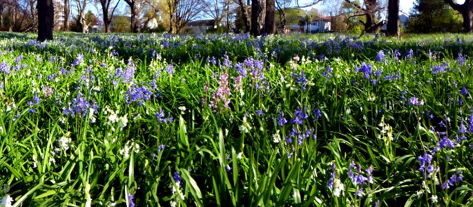 Snowdrops and bluebells. photo