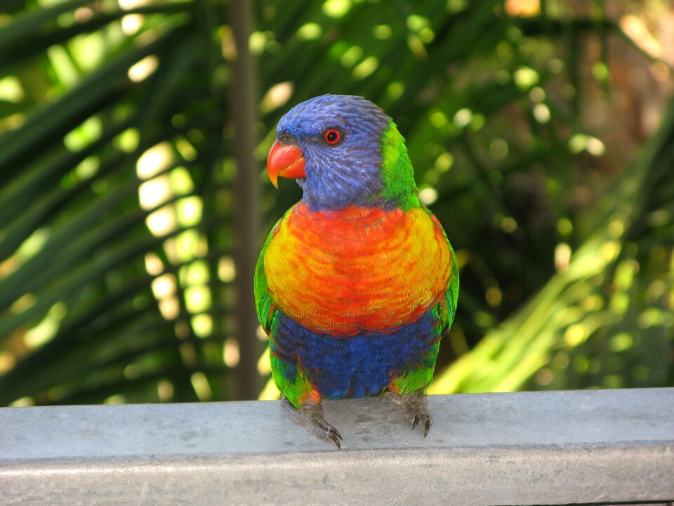 Colorful wildlife nature