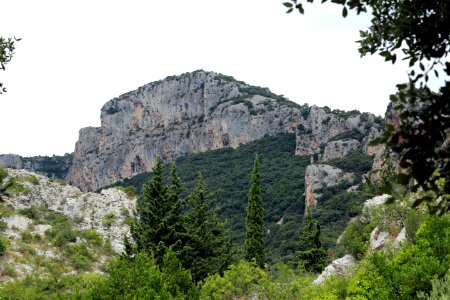 Cyprès et falaise photo