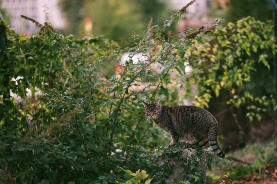 Katze auf einem Stein