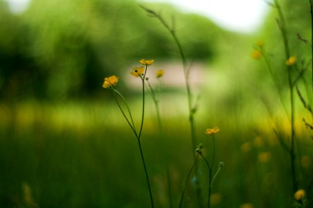 Das Gelb aus der Nähe