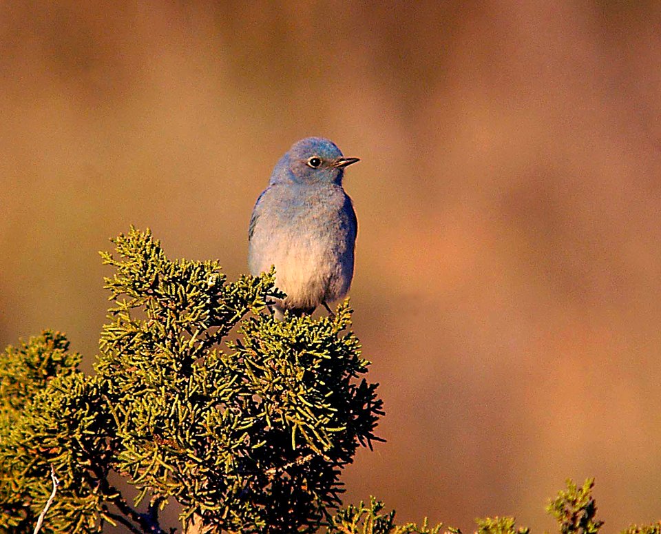 BLUEBIRD, MT (1-13-06) carrizo plain nat monument, slo co, ca