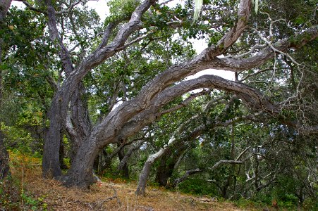 My land south of Morro Bay-3