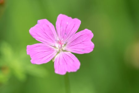 Blumen gehen immer photo