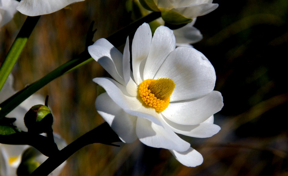 Mount Cook lilies (1)
