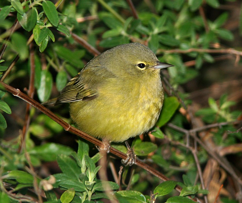 WARBLER, ORANGE-CROWNED (1-17-07) morro bay, slo co, ca
