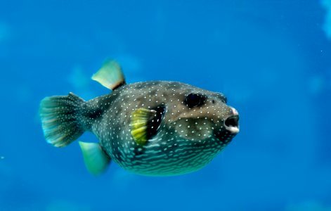 Spotted Puffer Fish. photo