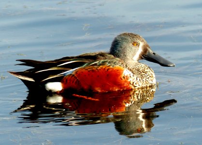 Shoveler Duck NZ photo