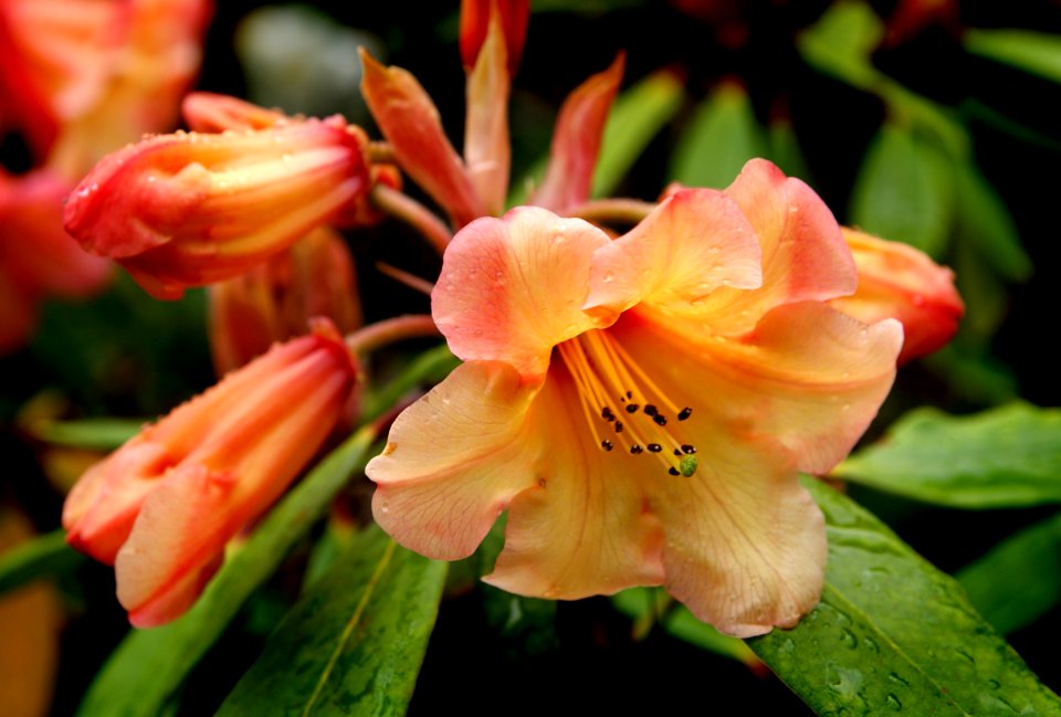 Rhododendron Ilam orange.