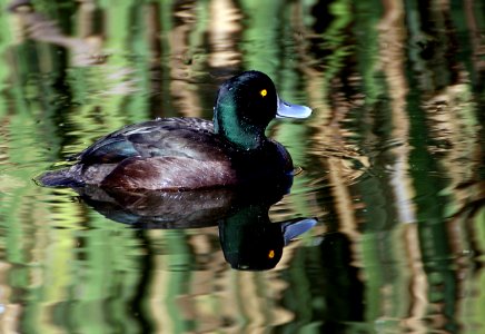 Scaup NZ Duck. photo