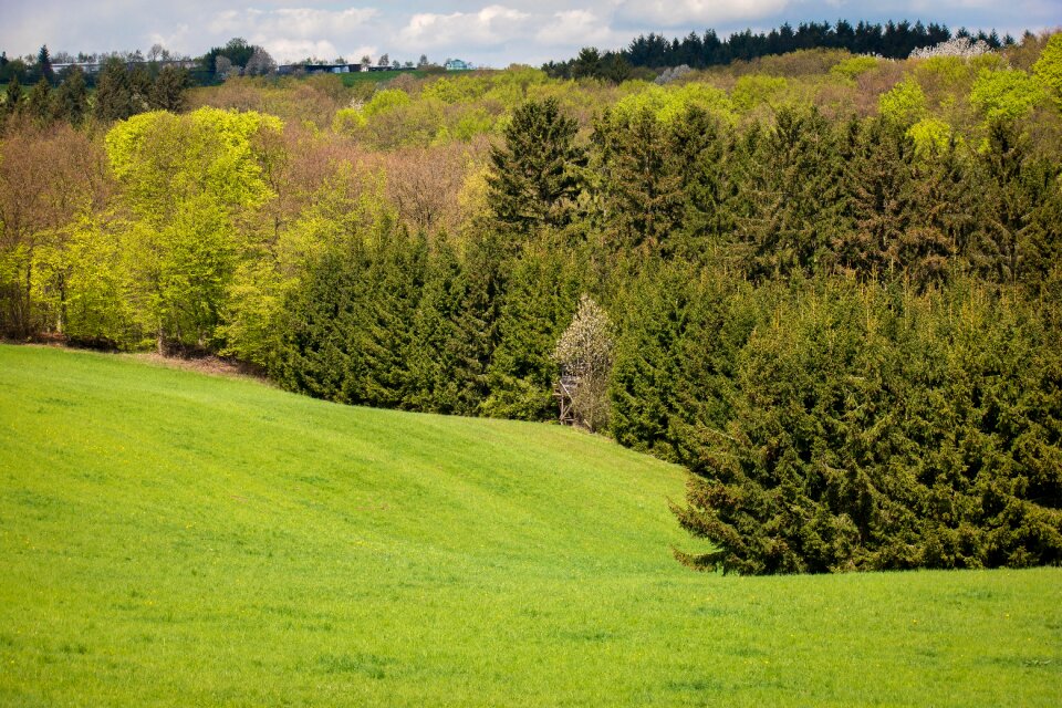 Meadow pasture spring