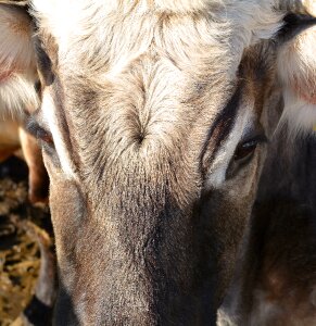 Close up animal mammal