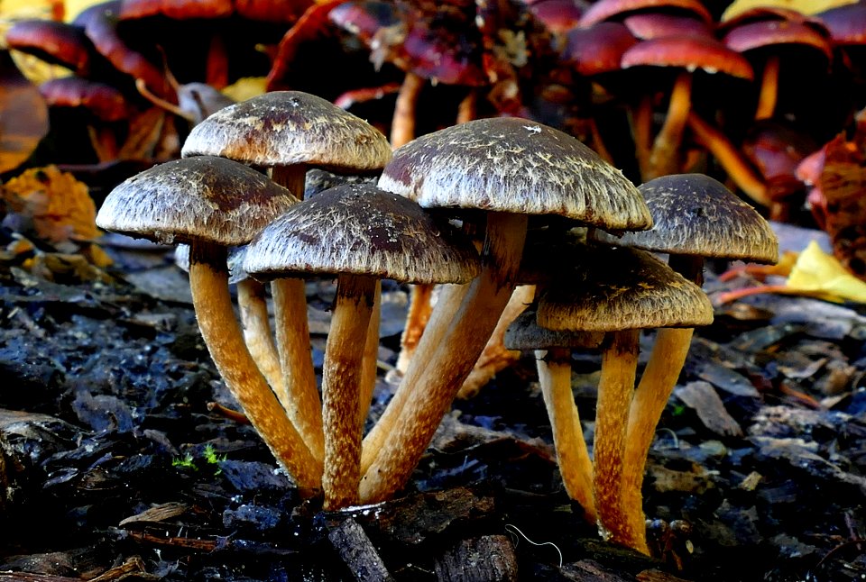 Hypholoma brunneum.