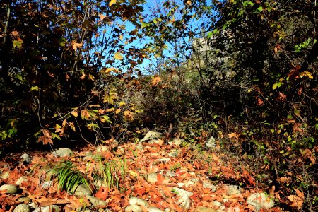 Les galets sont sous les feuilles rousses photo