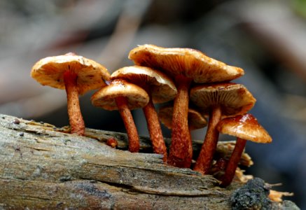 Sulphur tufts (Hypholoma fasciculare)