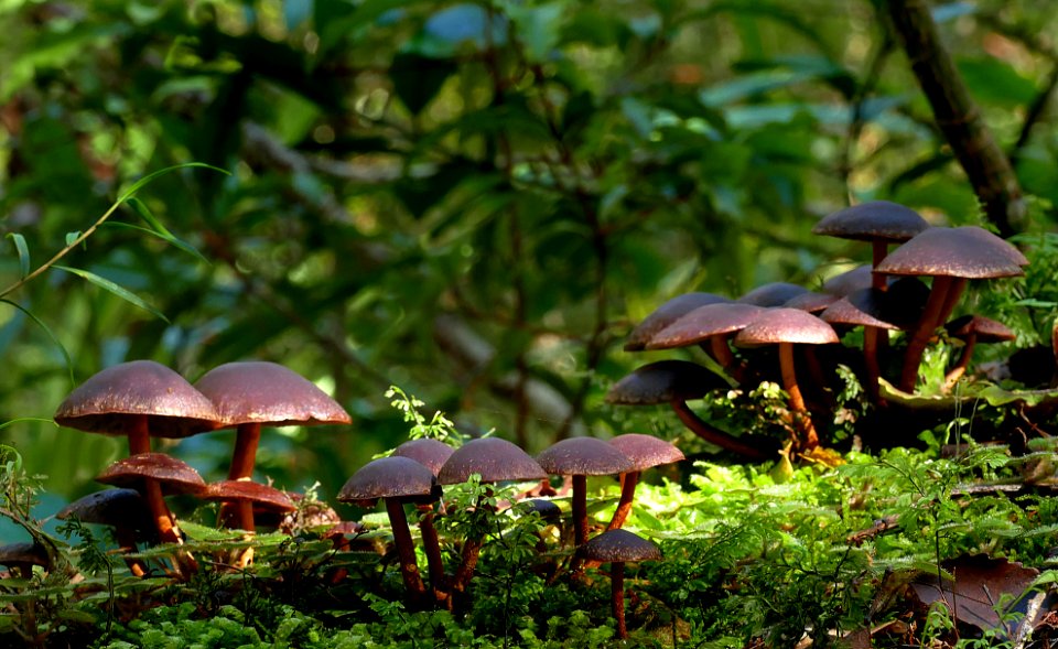 Hypholoma brunneum.