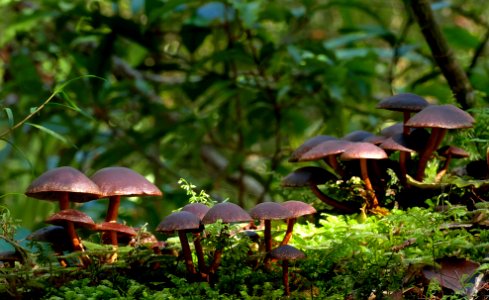 Hypholoma brunneum.