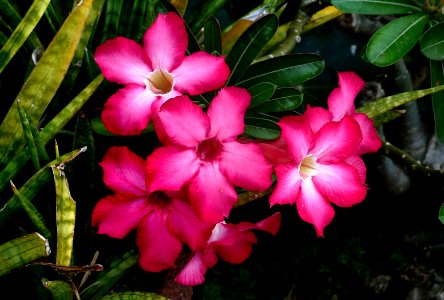 Adenium. (Desert rose).