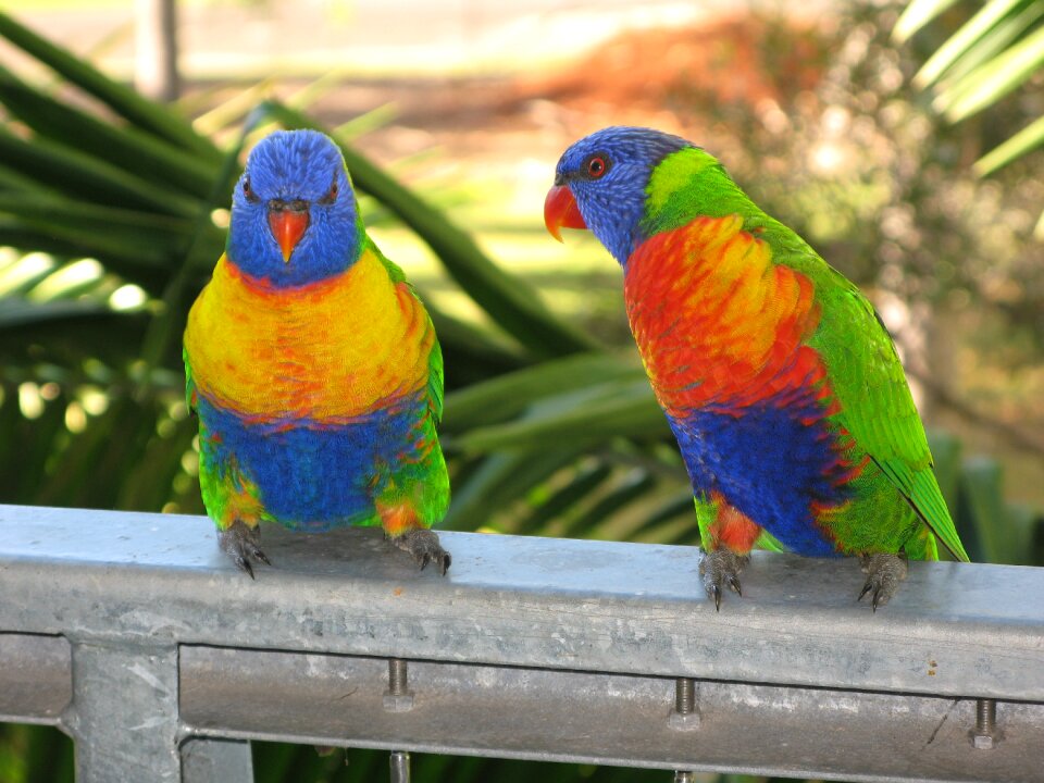 Colorful wildlife nature
