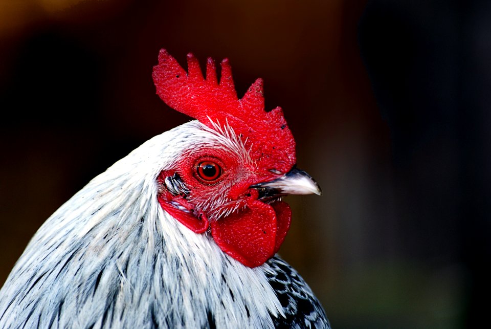 Just a barnyard hen. (Gallus gallus domesticus) photo