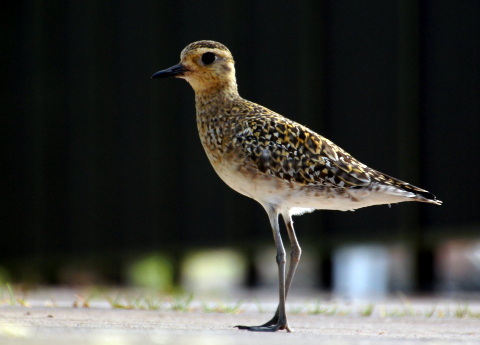 Pacific Golden Plover.