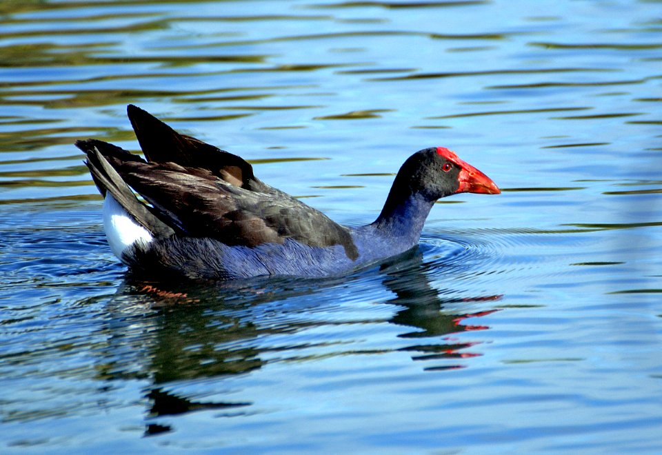 Pukeko NZ photo