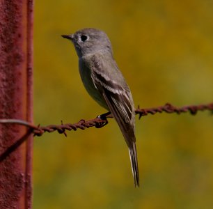 FLYCATCHER, HAMMOND'S (4-29-06) chim -1