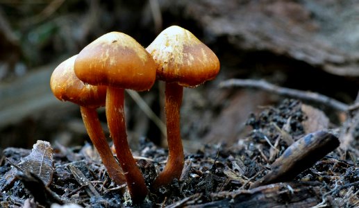 Laccaria proxima.