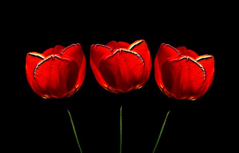 Tulips X3 photo