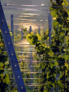 Wine grapes vines stock