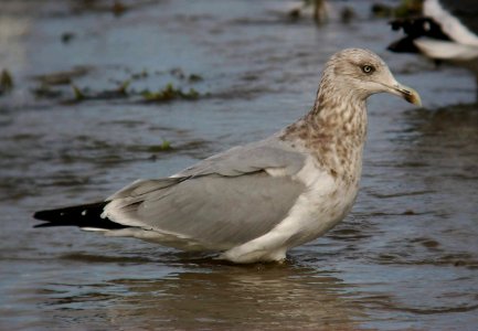 GULL, HERRING, 1-3-06, ad-w
