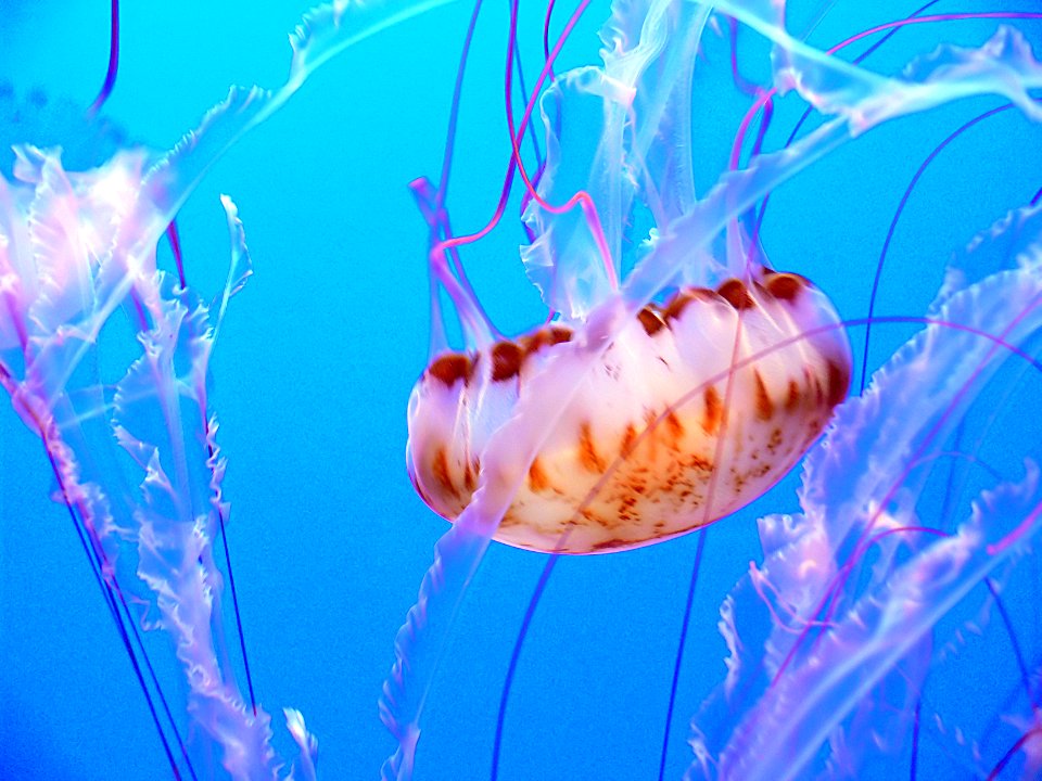 Monterey Aquarium. Jelly Fish