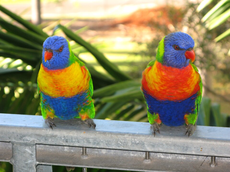 Colorful wildlife nature