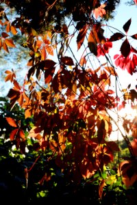 Les lianes du soleil couchant