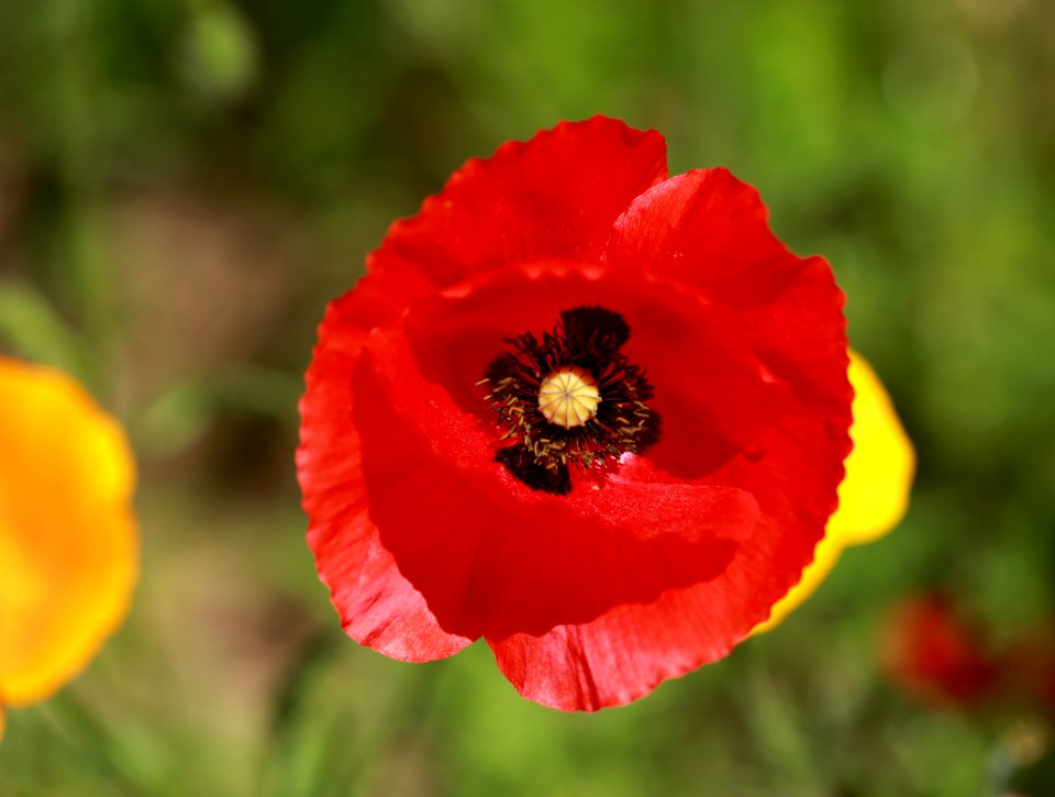 French poppie photo