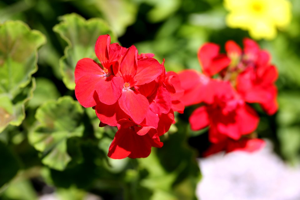 Fleurs municipales