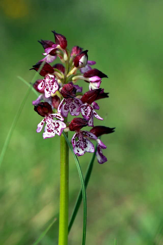 Flore montpelliéraine