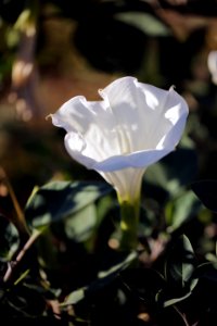 Les magnifiques toxiques