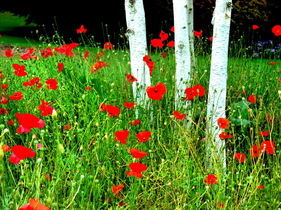 In the style of Monet.