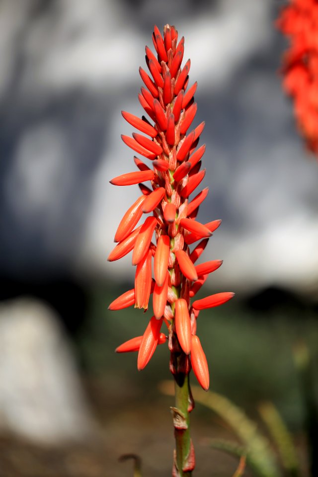 Une grappe de fleurs très vermillon, d'aloe vera