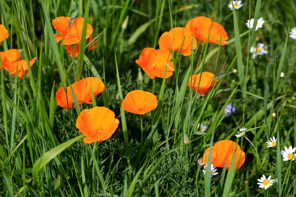 Pavots de Californie
