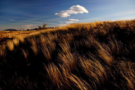 Tussocks in the wind.