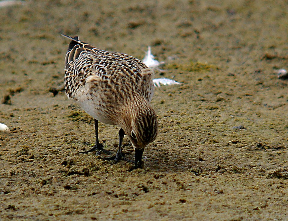 SANDPIPER, BAIRD'S (8-27-05) slo co, ca