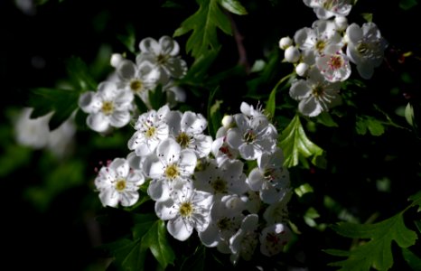 Hawthorn Blossom. photo