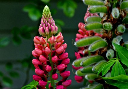 Russell Lupins photo