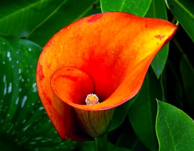 Orange calla lily. photo
